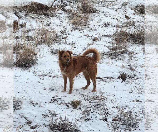 Medium Photo #2 Retriever -Unknown Mix Puppy For Sale in Pueblo West, CO, USA