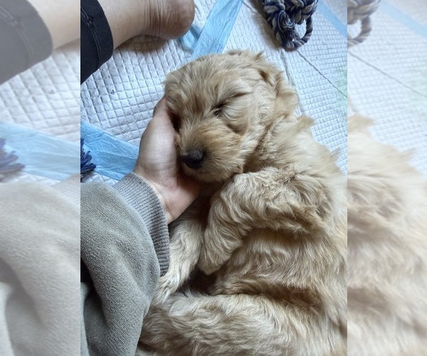 Medium Photo #2 Goldendoodle Puppy For Sale in BOULDER CREEK, CA, USA