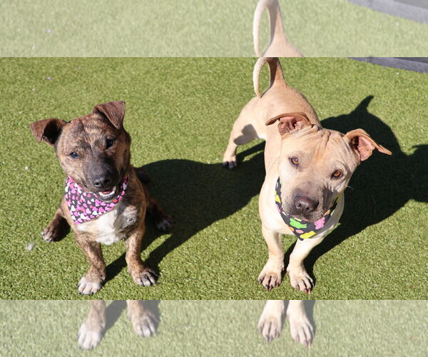 Medium Photo #4 Dachshund-Unknown Mix Puppy For Sale in Rockaway, NJ, USA