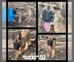 Puppy 2 Belgian Malinois-Dutch Shepherd Dog Mix