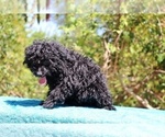Small #8 Poodle (Toy)