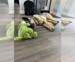 Small #4 German Shepherd Dog