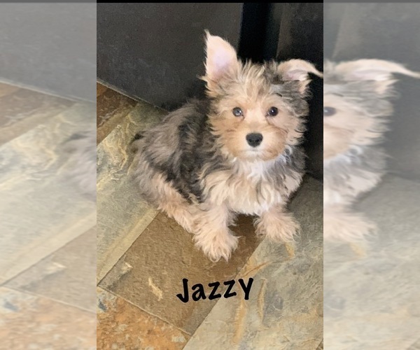 Medium Photo #1 Yorkshire Terrier Puppy For Sale in ALVORD, IA, USA