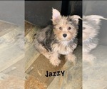 Small Photo #1 Yorkshire Terrier Puppy For Sale in ALVORD, IA, USA