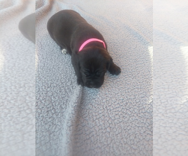 Medium Photo #9 Cane Corso Puppy For Sale in OVIEDO, FL, USA