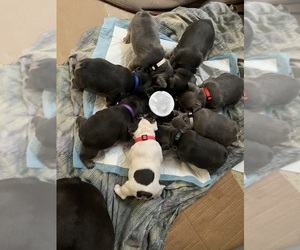French Bulldog Litter for sale in SACRAMENTO, CA, USA