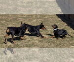 Small #3 Doberman Pinscher
