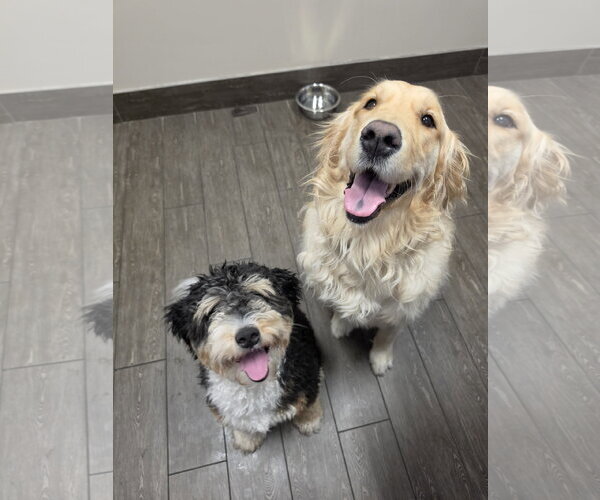 Medium Photo #6 Aussiedoodle Miniature  Puppy For Sale in Valrico, FL, USA