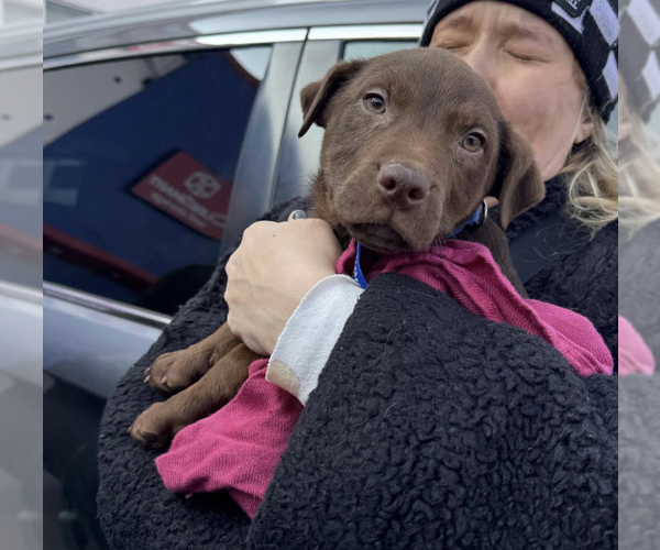 Medium Photo #4 Labrador Retriever-Unknown Mix Puppy For Sale in Brooklyn, NY, USA