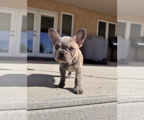 Medium Photo #3 French Bulldog Puppy For Sale in PUEBLO, CO, USA