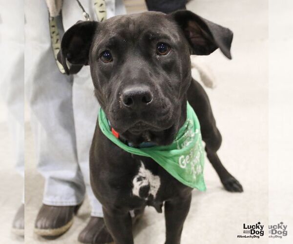 Medium Photo #5 Labrador Retriever-Unknown Mix Puppy For Sale in Washington, DC, USA