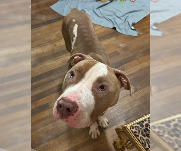 Medium Photo #4 American Staffordshire Terrier-Bulldog Mix Puppy For Sale in Decatur, GA, USA