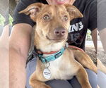 Small Chihuahua Mix
