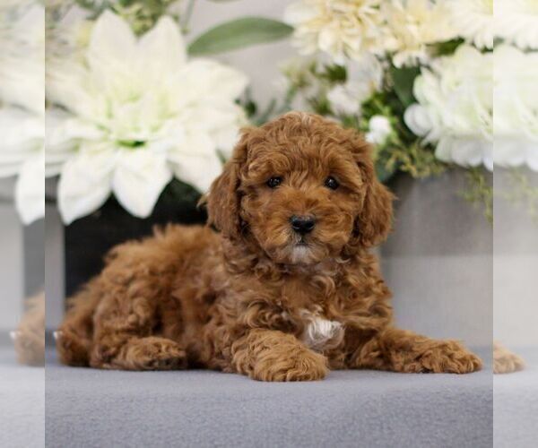 Medium Photo #3 Poodle (Toy) Puppy For Sale in EAST EARL, PA, USA