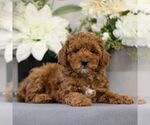 Small Photo #3 Poodle (Toy) Puppy For Sale in EAST EARL, PA, USA