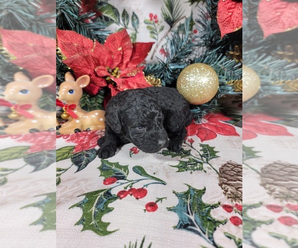 Medium Photo #46 Poodle (Toy) Puppy For Sale in BLACK FOREST, CO, USA