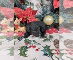 Puppy Belle Poodle (Toy)