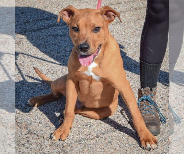 Medium Photo #3 American Staffordshire Terrier-Rottweiler Mix Puppy For Sale in Huntley, IL, USA