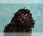 Puppy Little One AKC Poodle (Miniature)