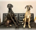 Small Photo #1 Great Dane Puppy For Sale in KANAB, UT, USA