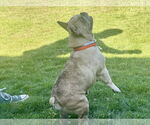 Small #3 French Bulldog