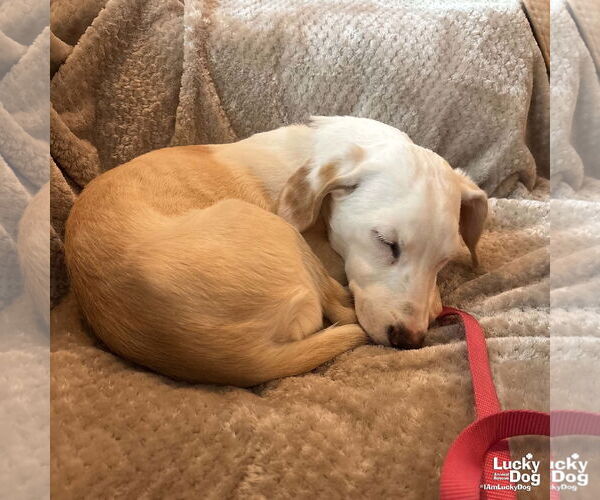 Medium Photo #4 Basset Hound-Unknown Mix Puppy For Sale in Washington, DC, USA