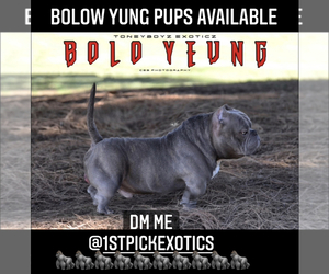 Father of the American Bully puppies born on 01/25/2021
