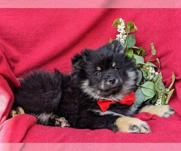 Medium Photo #4 Pomeranian Puppy For Sale in OXFORD, PA, USA