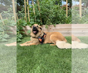 RANDY (COURTESY POST) - Male Mutt Dog for Adoption - Photo #2