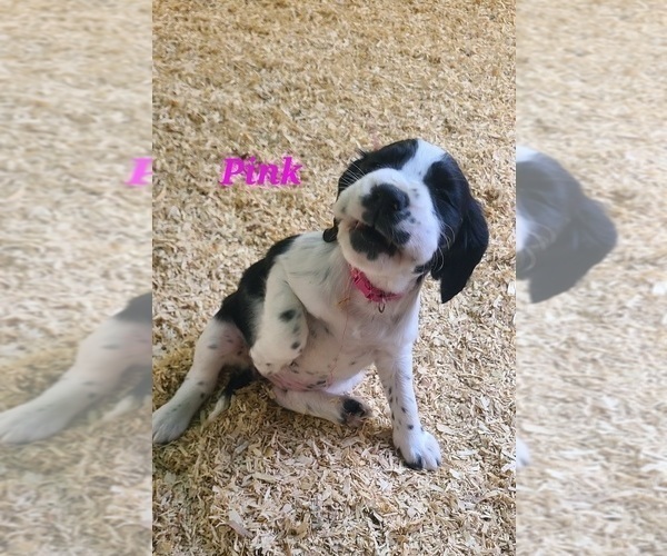 Medium Photo #7 English Springer Spaniel Puppy For Sale in PENDLETON, OR, USA
