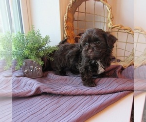 ShihPoo Puppy for sale in LE MARS, IA, USA