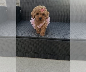 Poodle (Toy) Puppy for sale in PLAINFIELD, IL, USA