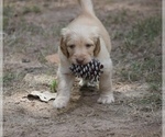 Small Photo #2 Golden Mountain Doodle  Puppy For Sale in PEACHTREE CITY, GA, USA