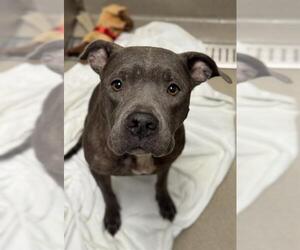 Medium American Staffordshire Terrier