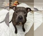 Small American Staffordshire Terrier