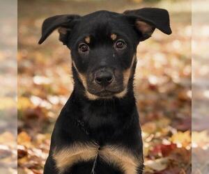 Mutt Dogs for adoption in San Diego, CA, USA