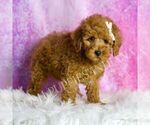 Small #3 Poodle (Toy)