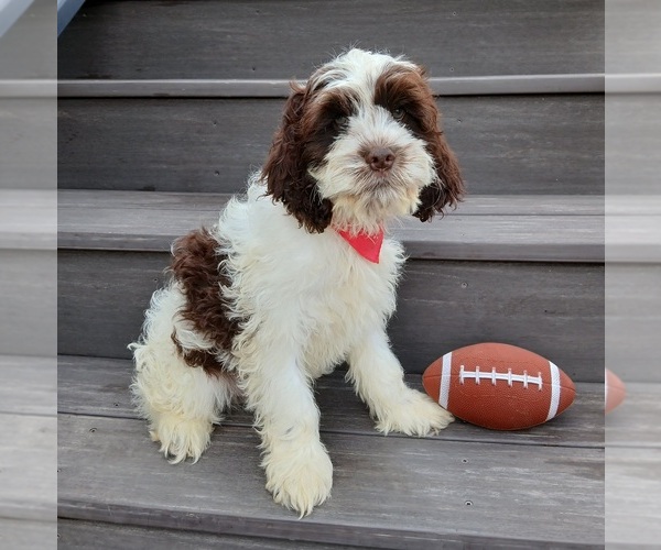 Medium Photo #2 Cockapoo (Miniature) Puppy For Sale in WOOSTER, OH, USA