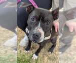 Small #9 American Pit Bull Terrier-Great Dane Mix
