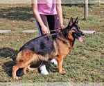 Small Photo #1 German Shepherd Dog Puppy For Sale in NEWVILLE, PA, USA