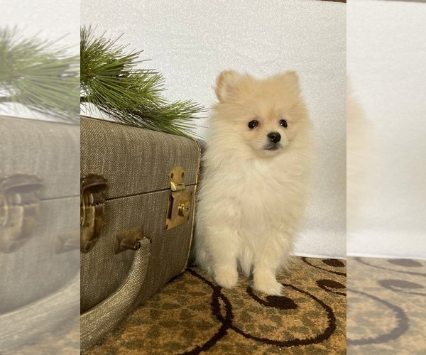 Medium Photo #7 Pomeranian Puppy For Sale in DOWNING, MO, USA