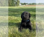 Puppy Puppy 8 Labrador Retriever