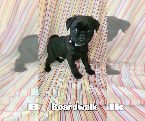 Medium Photo #2 Pug Puppy For Sale in LYNDON CENTER, VT, USA