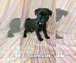 Small #1 Pug