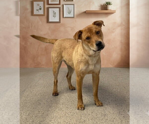 Medium Photo #2 Labrador Retriever-Unknown Mix Puppy For Sale in Genesee, WI, USA