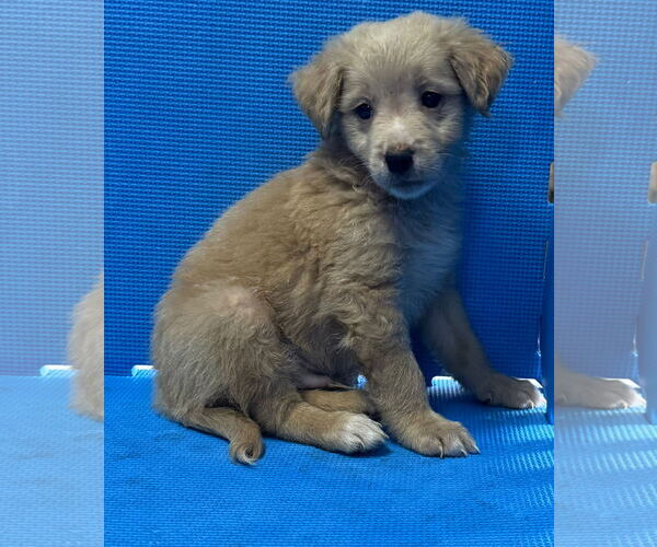 Medium Photo #2 Australian Retriever Puppy For Sale in Virginia Beach, VA, USA