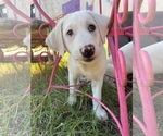 Small #2 Great Pyrenees Mix