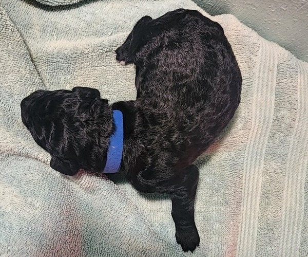 Medium Photo #37 Poodle (Standard) Puppy For Sale in CLAYTON, WA, USA