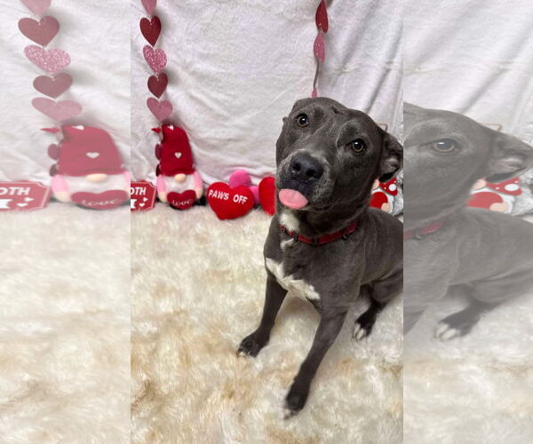 Medium Photo #15 American Pit Bull Terrier-Labrador Retriever Mix Puppy For Sale in Germantown, OH, USA