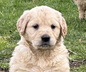 Golden Retriever Puppy for Sale in AMBOY, Washington USA